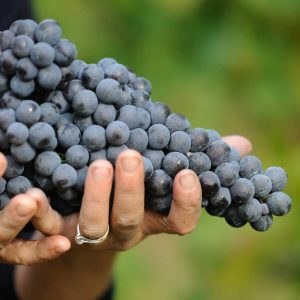 travaglini wine grapes